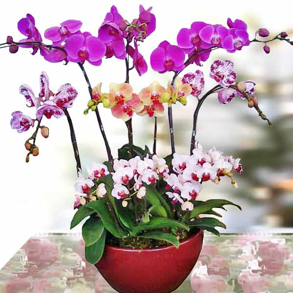 Chậu lan kết hợp 3 màu
